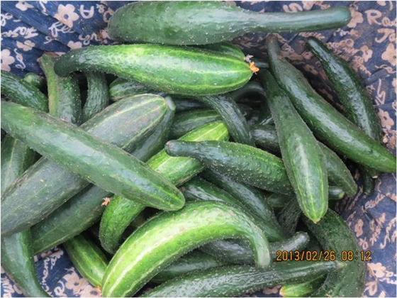 #微肥課堂#黃瓜味苦，天氣or肥料，到底誰(shuí)之過(guò)？