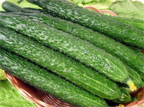 #微肥課堂#黃瓜味苦，天氣or肥料，到底誰(shuí)之過(guò)？