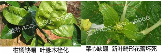 春季作物為什么需要大量用硼肥？