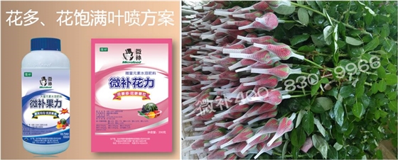 花卉也需要微補(bǔ)嗎？