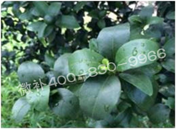柑橘春梢弱，難抽發(fā)，到底是什么原因？