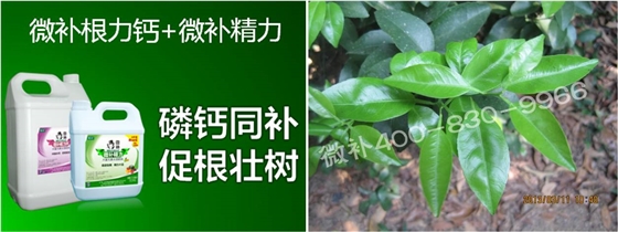 柑橘春梢弱，難抽發(fā)，到底是什么原因？