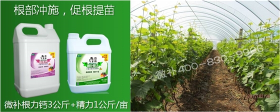 葡萄萌芽期如何預防倒春寒？