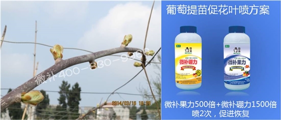 獼猴桃萌芽期如何施肥，才能促進(jìn)萌芽齊、萌芽壯？