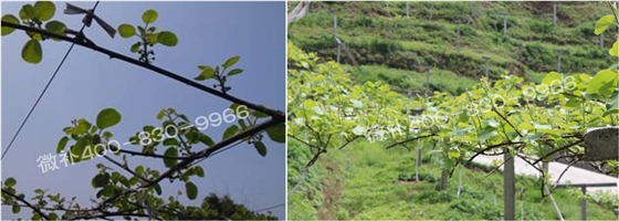 獼猴桃萌芽期如何施肥，才能促進(jìn)萌芽齊、萌芽壯？