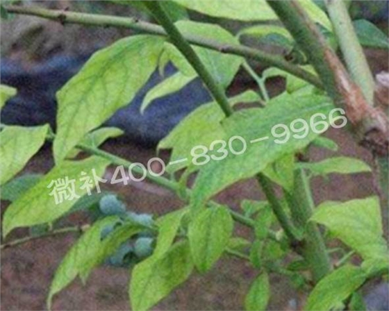 藍莓黃葉是缺素還是病害？
