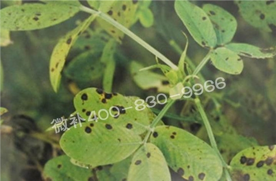 花生缺鉀與花生葉斑病有什么區(qū)別？