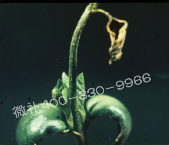 莖尖枯死，到底是缺硼還是缺鈣？
