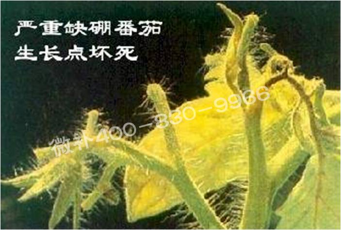 莖尖枯死，到底是缺硼還是缺鈣？