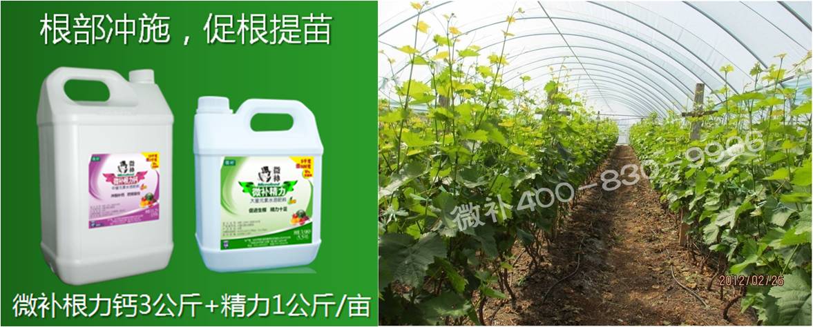 葡萄萌芽期如何預防倒春寒？