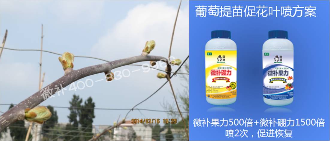 獼猴桃萌芽期如何施肥，才能促進(jìn)萌芽齊、萌芽壯？