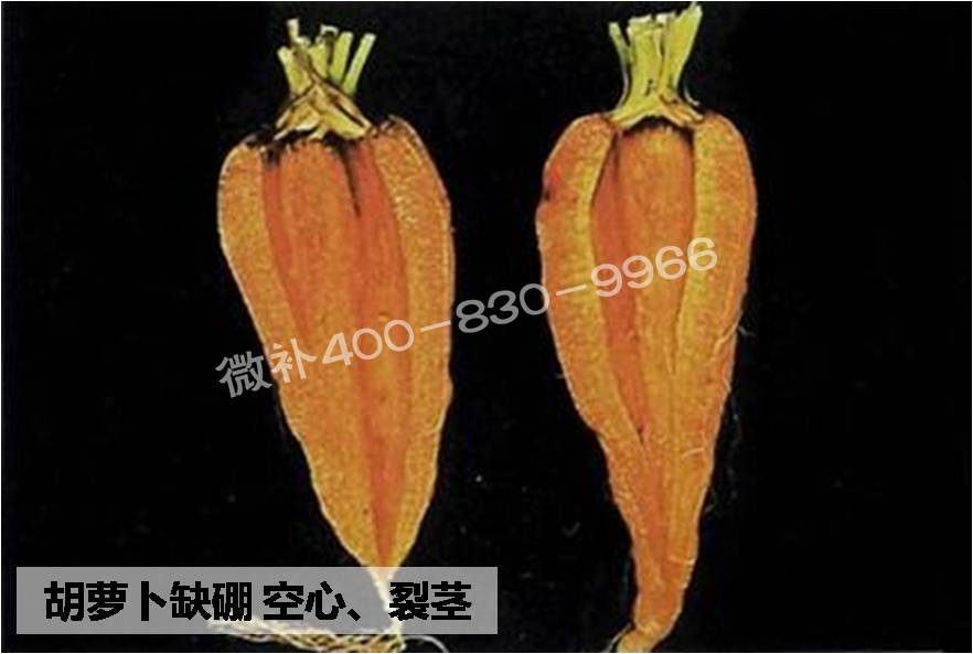 大田作物缺硼，就用高生物活性海藻液體硼，補硼更有效！
