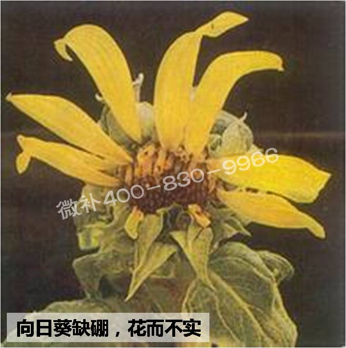 大田作物缺硼，就用高生物活性海藻液體硼，補硼更有效！