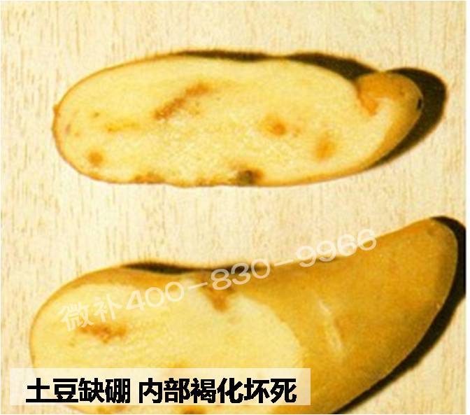 大田作物缺硼，就用高生物活性海藻液體硼，補硼更有效！