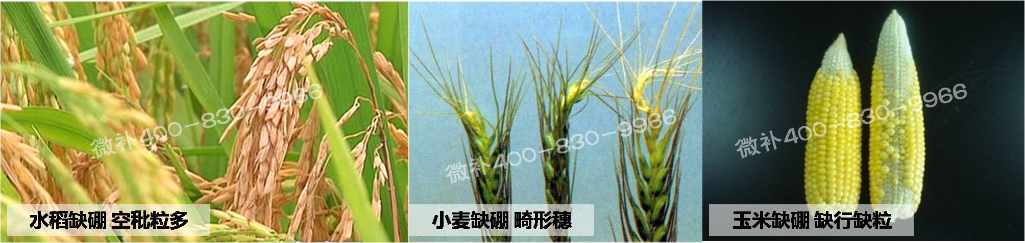 大田作物缺硼，就用高生物活性海藻液體硼，補硼更有效！