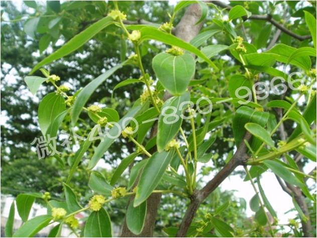 冬棗萌芽后黃葉是缺鐵嗎？