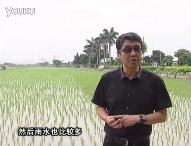 20160530珠江臺(tái)搖錢樹：水稻、甘蔗用微補(bǔ)方案，促根壯長(zhǎng)勢(shì)，提高收益
