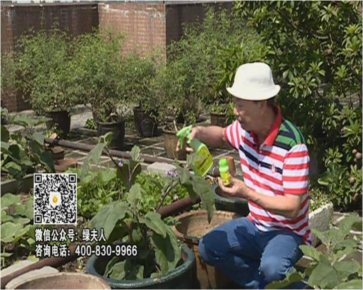 20160613珠江臺(tái)搖錢樹：天臺(tái)種茄瓜用綠夫人，長(zhǎng)勢(shì)靚，開花結(jié)果好