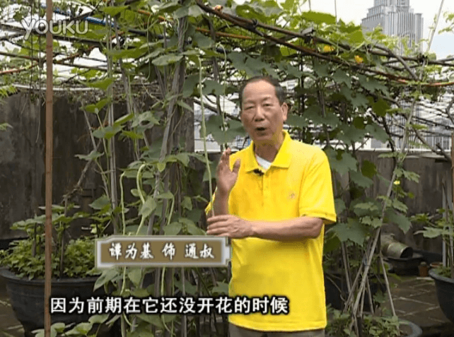 20160627珠江臺(tái)搖錢樹：天臺(tái)豆角用綠夫人528營(yíng)養(yǎng)液，開花好結(jié)豆期長(zhǎng)