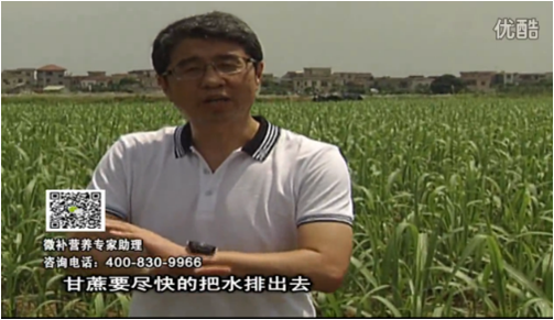 20160620珠江臺(tái)搖錢樹：甘蔗雨多漚根？淋微補(bǔ)根力鈣+精力、噴果力+壯力，促根壯長(zhǎng)、甘蔗起灰好