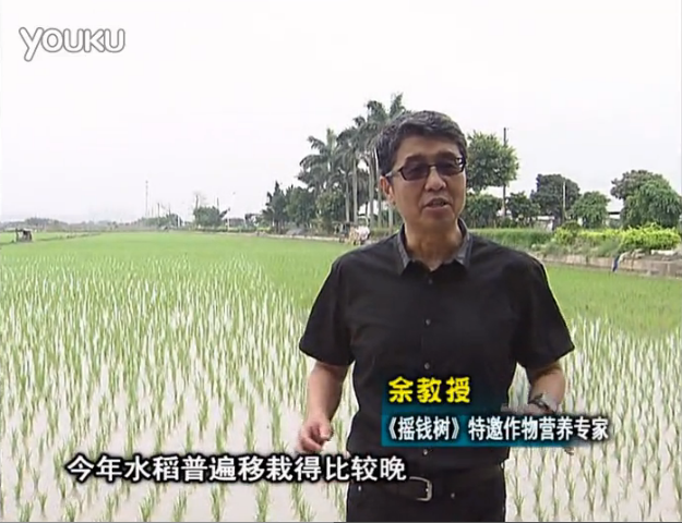 20160530珠江臺(tái)搖錢樹：水稻撒微補(bǔ)倍力、噴苗力，返青分蘗好，產(chǎn)量高