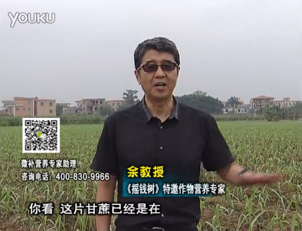 20160530珠江臺(tái)搖錢樹：甘蔗促根壯苗長(zhǎng)勢(shì)好，淋沖微補(bǔ)根力鈣+精力、撒倍力