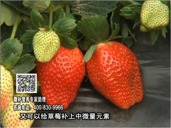 20170123珠江臺(tái)搖錢樹：草莓用微補(bǔ)方案，促根苗壯、開花坐果好
