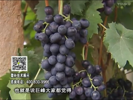 20170501珠江臺(tái)搖錢樹：葡萄用微補(bǔ)方案，品質(zhì)高，賣價(jià)好