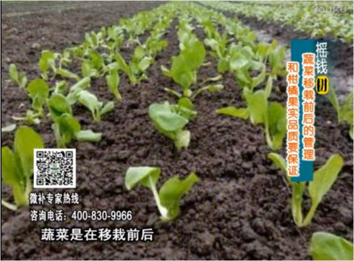 20170814珠江臺(tái)搖錢樹：蔬菜澆施微補(bǔ)，調(diào)酸促根，健壯長(zhǎng)勢(shì)