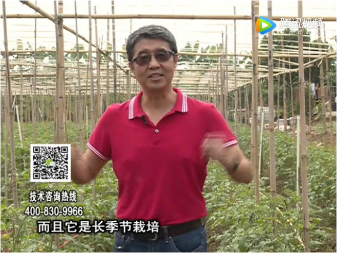 20171120珠江臺(tái)搖錢樹：番茄如何增產(chǎn)增收？
