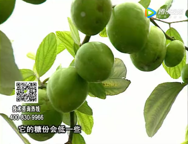 20171204珠江臺(tái)搖錢樹：青棗膨果增甜如何做？