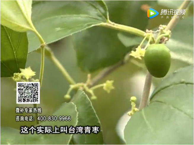 20171106珠江臺(tái)搖錢樹：青棗果大清甜如何種？