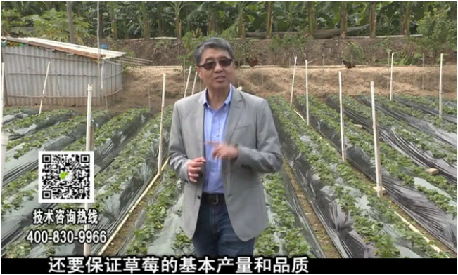 20180108珠江臺(tái)搖錢樹：草莓苗弱膨果增甜如何做？