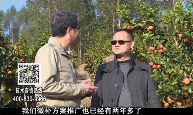 20180122珠江臺(tái)搖錢(qián)樹(shù)：廣西柑橘如何管？產(chǎn)量賣(mài)相好?