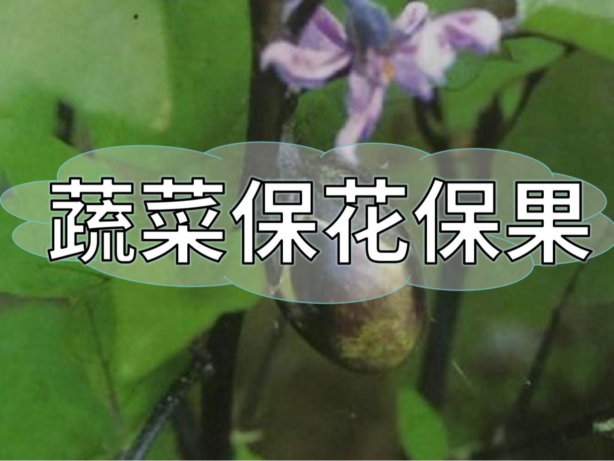 蔬菜高溫花少坐果少，一套方案促花保果