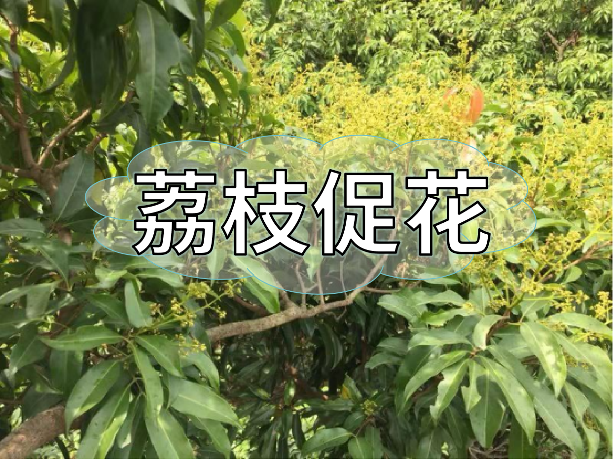 荔枝控梢期，做好<i style='color:red'>促花</i>工作，來年高產(chǎn)有基礎(chǔ)