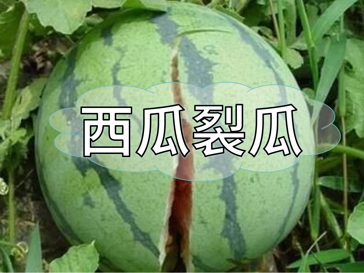 西瓜<i style='color:red'>裂瓜</i>致低產(chǎn)，這樣做，輕松解決問題！
