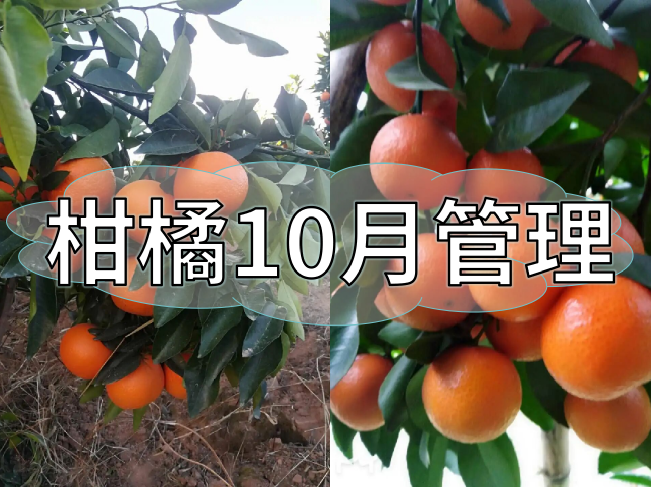 柑橘10月管理指南，助力品質(zhì)柑橘