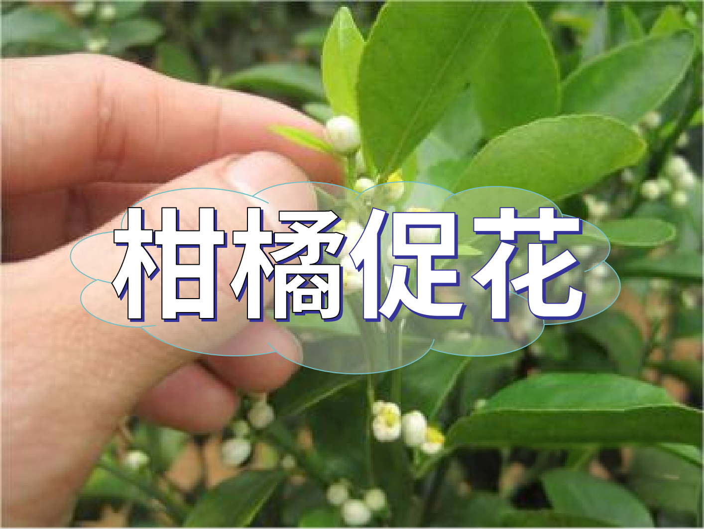 到了柑橘秋梢期，什么時候促花？