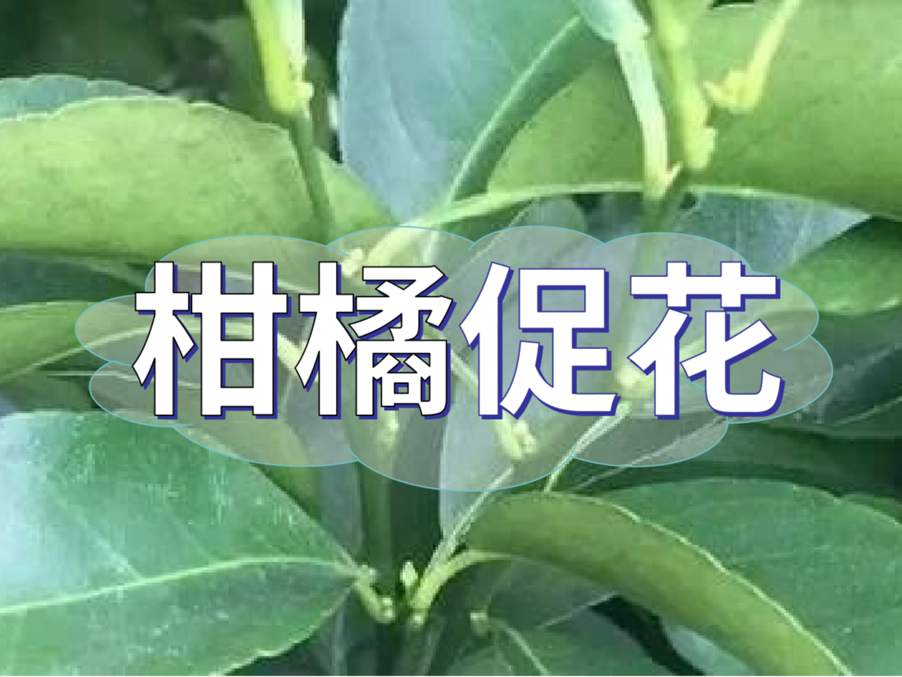 柑橘來年開花多花健壯，這個促花方案必加上