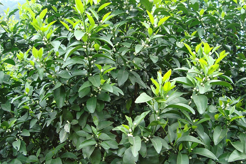 5 5