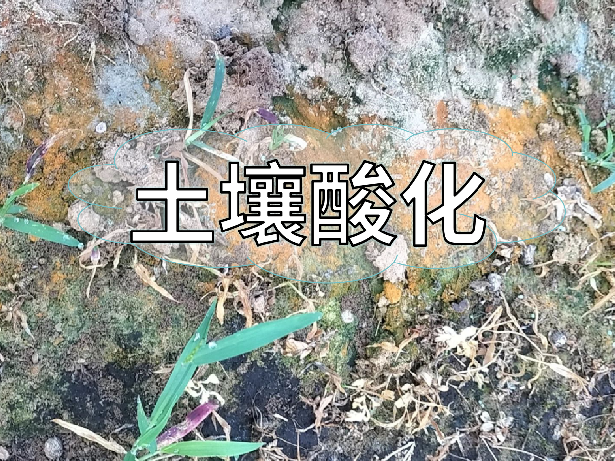 <i style='color:red'>土壤酸化</i>柑橘樹變黃，教你一招快速調(diào)酸防黃化