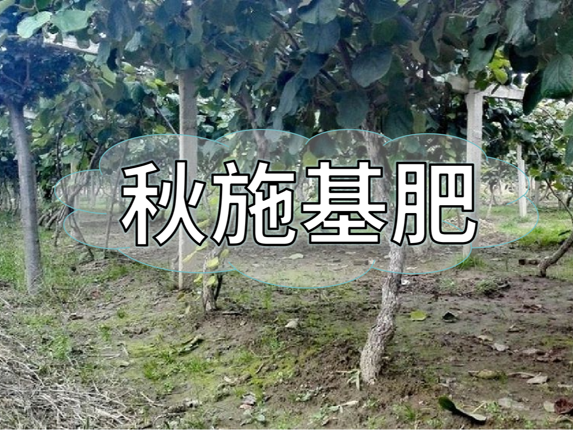 果樹(shù)秋肥要補(bǔ)好更要補(bǔ)對(duì)！秋肥方案全附上