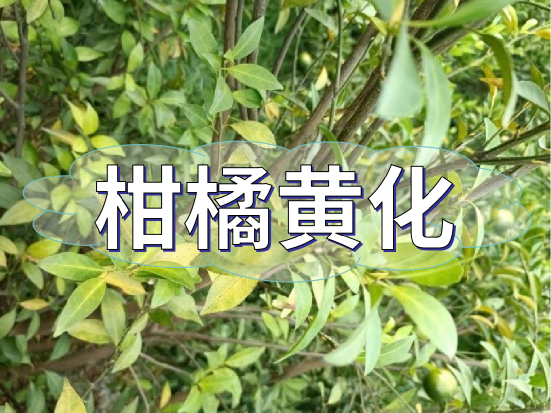 柑橘秋黃嚴重，秋梢難老熟，怎么解決？