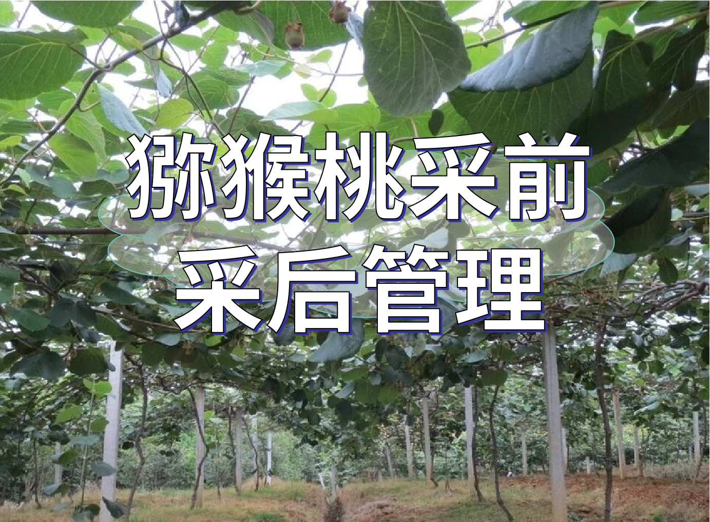 獼猴桃采前提高品質(zhì)、采后恢復(fù)管理方案