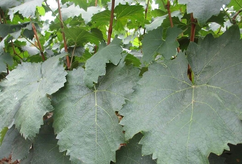 1 1