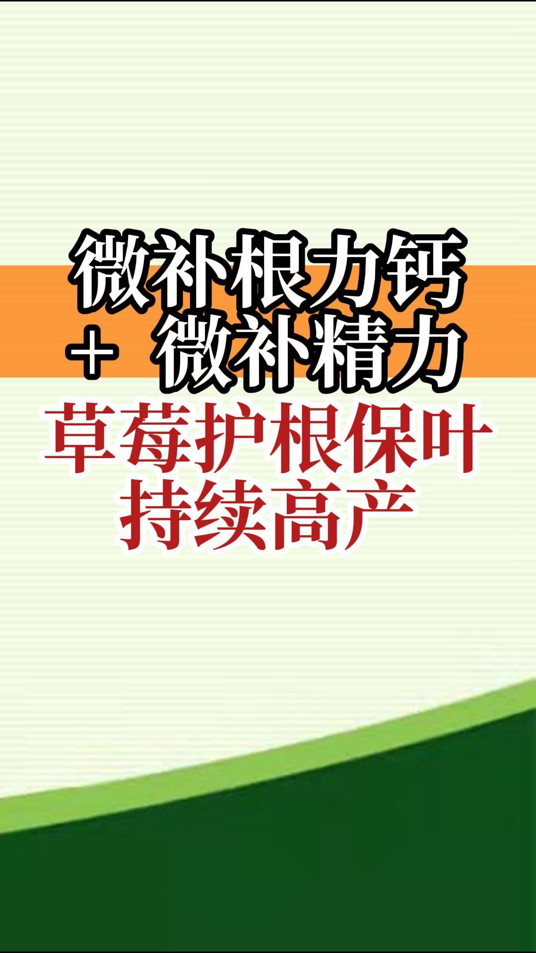 微補根力鈣+微補精力 草莓護根保葉 持續(xù)高產