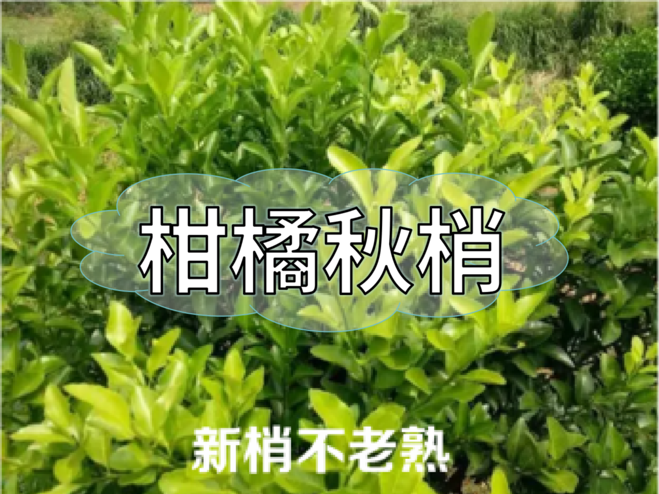 柑橘新梢剛抽出就發(fā)黃，不轉(zhuǎn)綠，怎么辦？