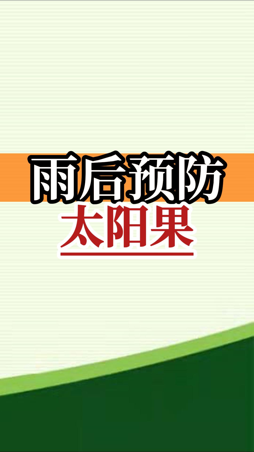 雨后高溫柑橘更易曬傷，及時管理預(yù)防太陽果