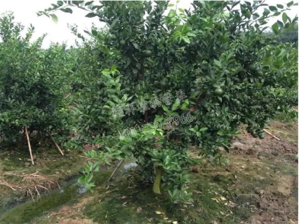 別人果園落果慘重，為何她的果園黃蒂落果少？
